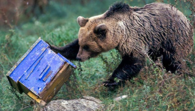 Νέο περιστατικό με αρκούδα σε απόσταση αναπνοής από την πόλη της Ελασσόνας–Προβληματισμός στις Αρχές